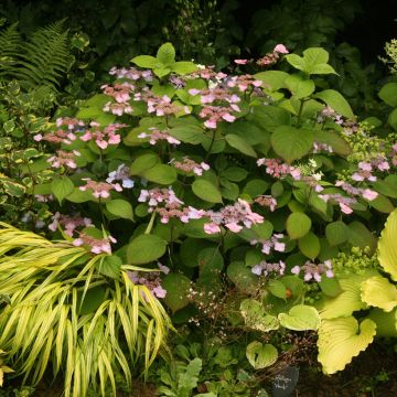 Hydrangea serrata subsp. yezoensis Veerle - Flat-headed hydrangea