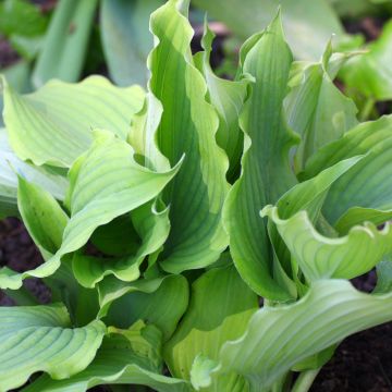 Hosta  Blue Cascade - Plantain Lily