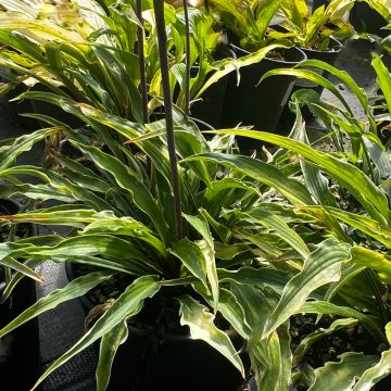 Hosta Curly Fries