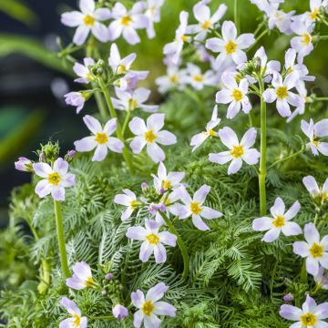 Hottonia palustris - Featherfoil