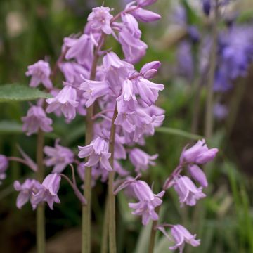 Hyacinthoides non scripta Alba - Scille nutans Blanche