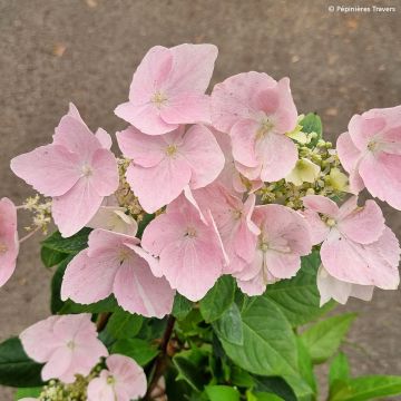 Hydrangea Renaissance