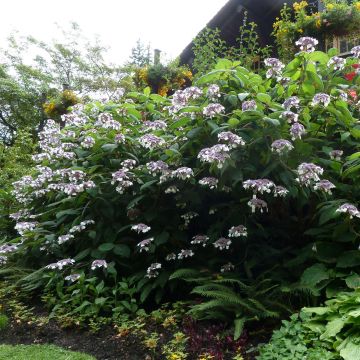 Hydrangea aspera Anthony Bullivant