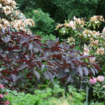 Hydrangea aspera Hot Chocolate