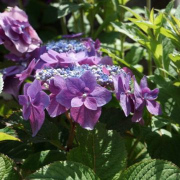 Hydrangea macrophylla x serrata Flair & Flavours Blackberry Pie