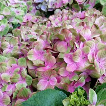 Hydrangea macrophylla Magical Amethyst