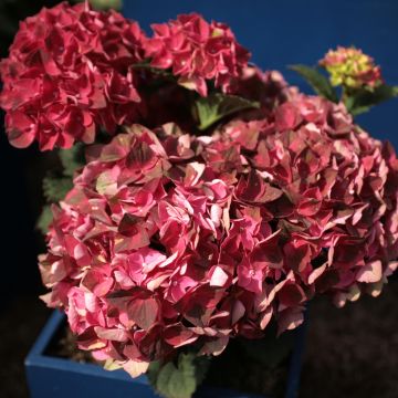 Hydrangea macrophylla Magical Crimson