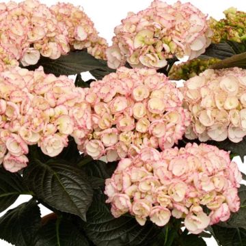 Hydrangea macrophylla Midnight Pearl - Mophead Hydrangea