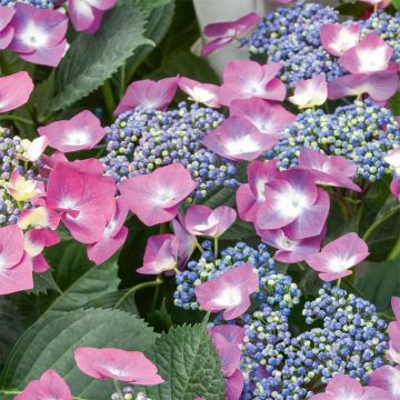 Hydrangea macrophylla Mousmée