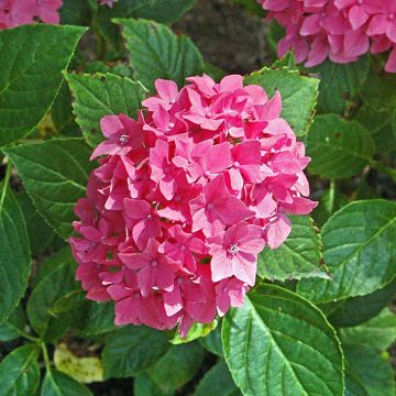 Hydrangea macrophylla Pia