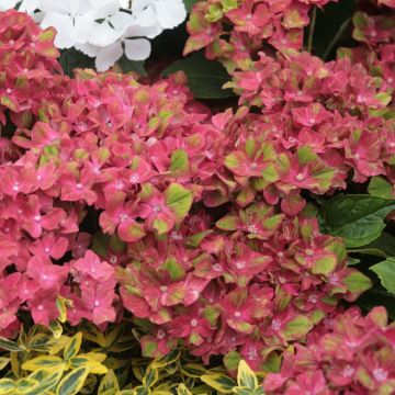 Hydrangea macrophylla Schloss Wackerbarth