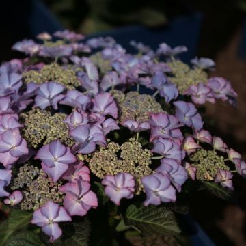 Hortensia - Hydrangea macrophylla Tiffany