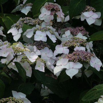 Hydrangea macrophylla Veitchii