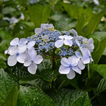 Hydrangea macrophylla Blue Wave