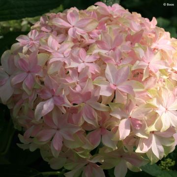 Hydrangea macrophylla Inspire