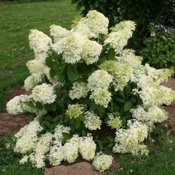 Hydrangea paniculata Dentelle De Gorron