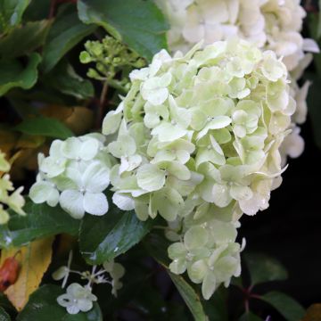 Hydrangea paniculata Polar Bear