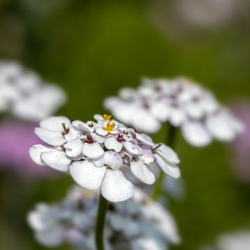 Iberis sempervirens Masterpiece