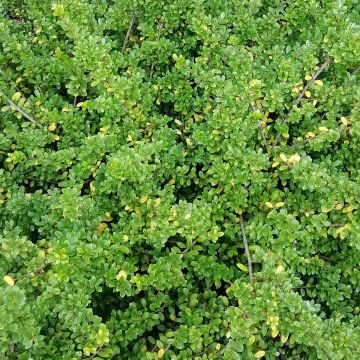 Ilex crenata Convexa - Japanese Holly