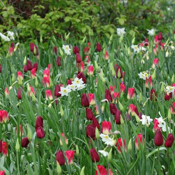 Inspiring Spring Bulb collection in Purple, Red and White