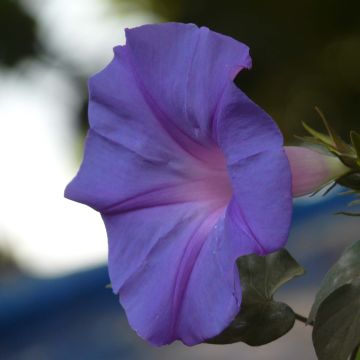 Ipomoea learii - Blue dawn flower