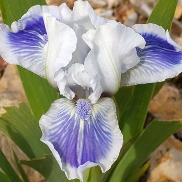 Iris germanica Cat's Eye - Iris des Jardins Lilliput