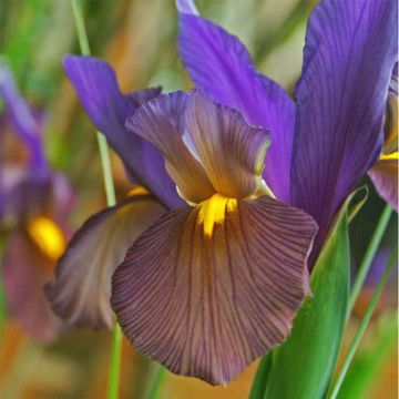 Iris hollandica Eye of the Tiger - Dutch Iris