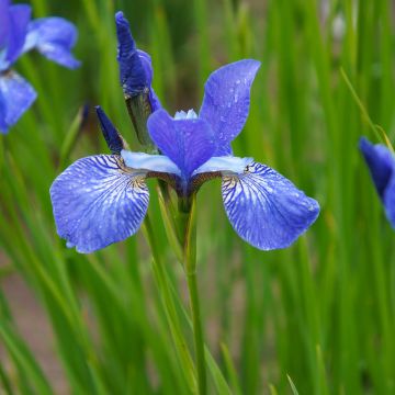 Iris sibirica Blue King - Siberian Iris