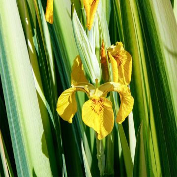 Iris pseudacorus Variegata