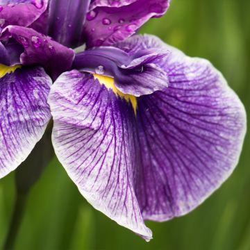 Iris ensata Dinner Plate Sundae - Japanese Water Iris