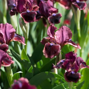 Iris germanica Cat's Eye - Iris des Jardins Lilliput