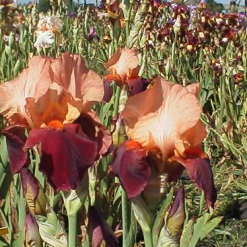 Iris germanica Cimmaron Strip