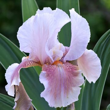 Iris germanica Delicato