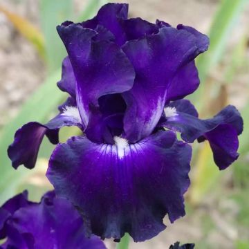 Iris germanica High Stakes - Iris des Jardins