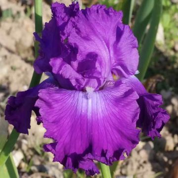 Iris Inviting - Bearded iris