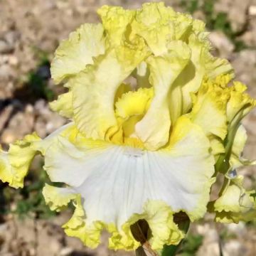 Iris germanica Smiling Faces - Iris des jardins