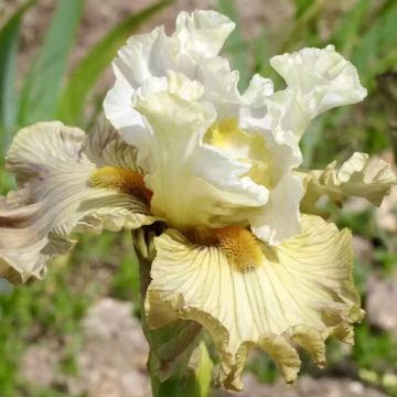 Iris Leonin - Bearded iris