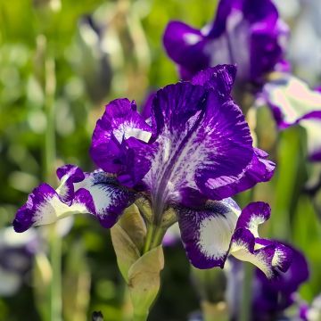 Iris Stepping Out - Tall Bearded Iris