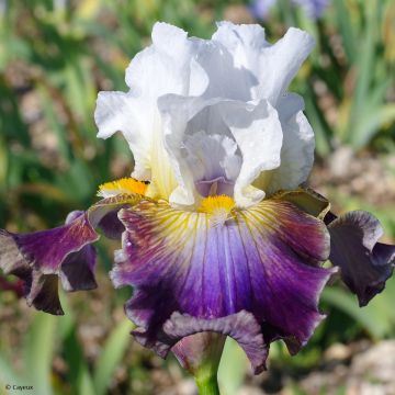 Iris germanica Surface Irisée - Bearded Iris