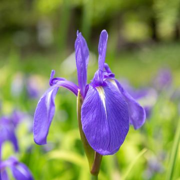 Iris laevigata