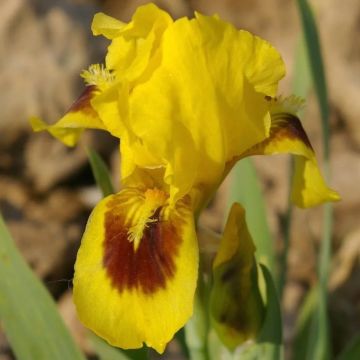 Iris pumila Blue Denim - Iris des Jardins nain