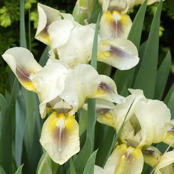 Iris pumila Green Spot - Iris des Jardins nain