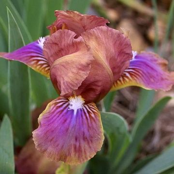 Iris Wee Harry - Dwarf iris