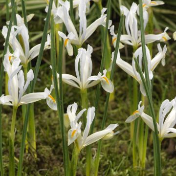 Iris reticulata Natascha