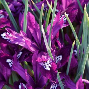 Iris reticulata Pauline