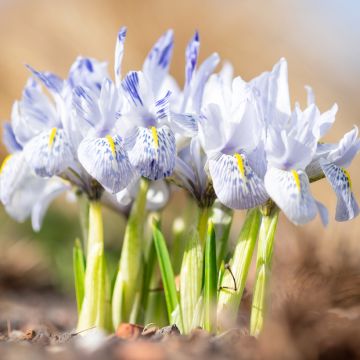 Iris reticulata Sheila Ann Germaney