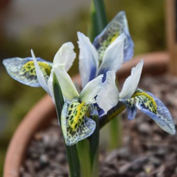 Iris reticulata Splish Splash