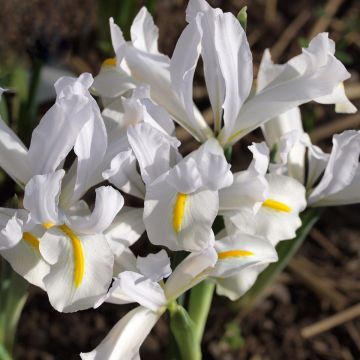 Iris reticulata White Caucasus - Netted iris