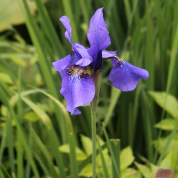 Iris sibirica Persimmon - Siberian Iris