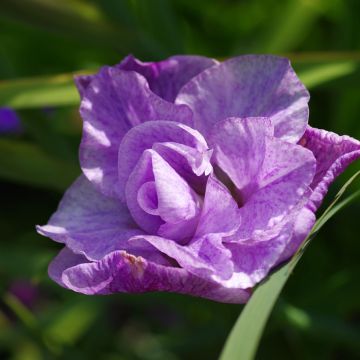 Iris sibirica Pink Parfait - Siberian Iris